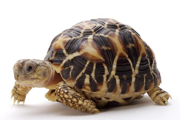 乌龟的寿命一般有多长?