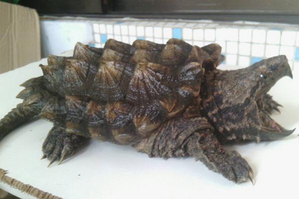 乌龟的寿命一般有多长?