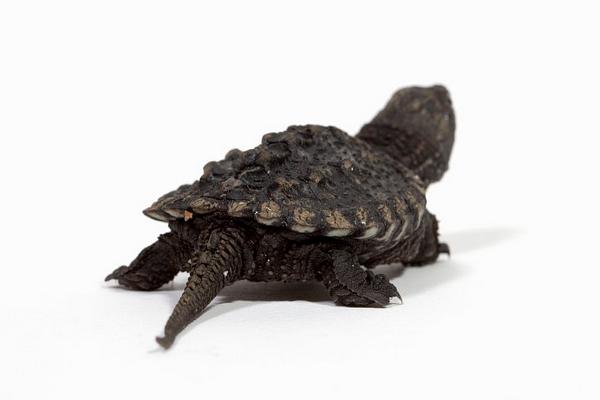 乌龟的寿命一般有多长?