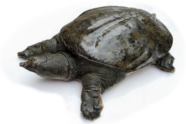 乌龟的寿命一般有多长?