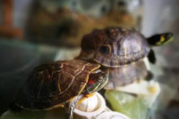 乌龟的寿命一般有多长?