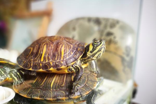 乌龟的寿命一般有多长?