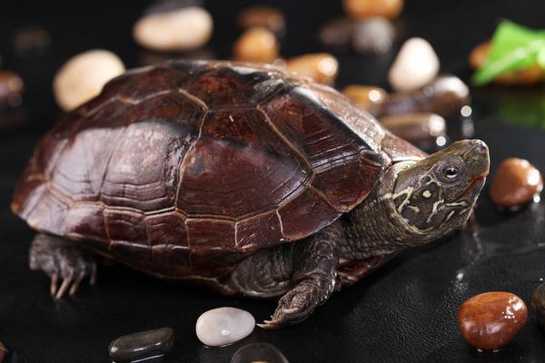 乌龟的寿命一般有多长?