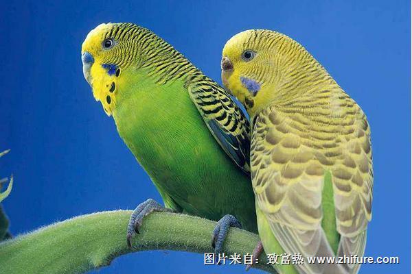 虎皮鹦鹉怎么分公母?