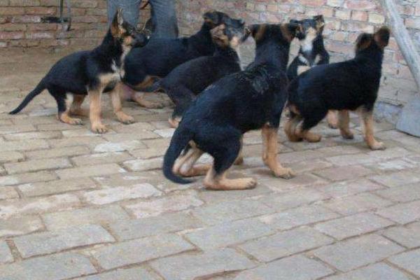 养殖肉狗国家有补助吗?