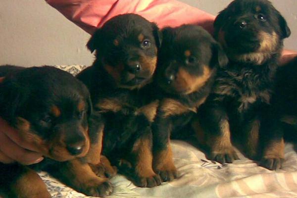 养殖肉狗国家有补助吗?