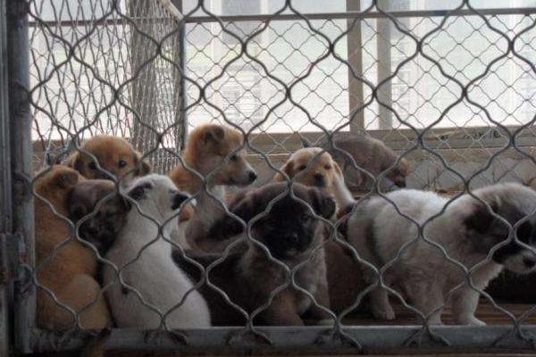 养殖肉狗国家有补助吗?