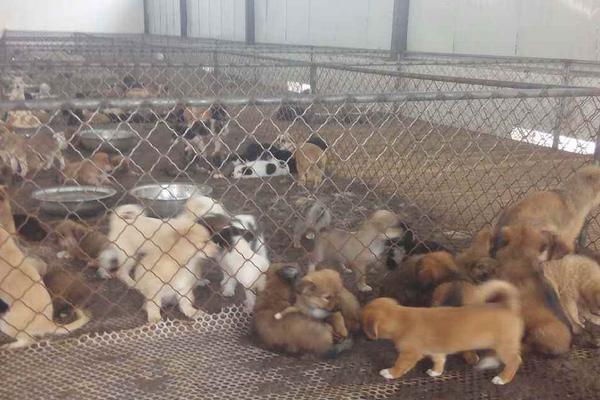 养殖肉狗国家有补助吗?