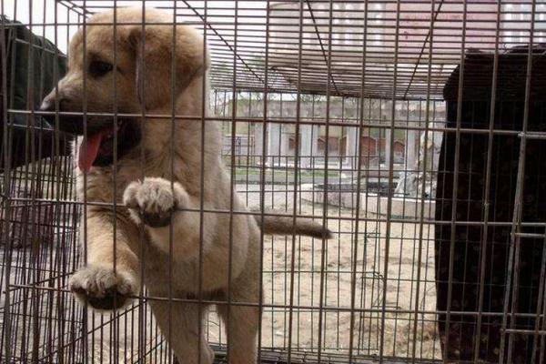 养殖肉狗国家有补助吗?