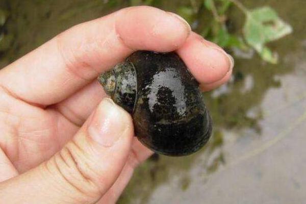 福寿螺与田螺怎么分辨?