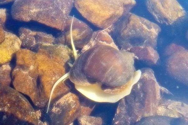 福寿螺与田螺怎么分辨?