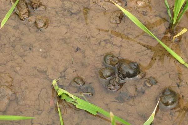 福寿螺与田螺怎么分辨?