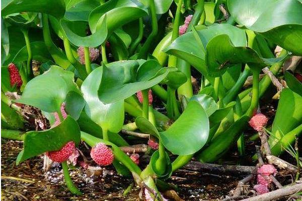 福寿螺与田螺怎么分辨?