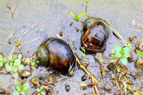 福寿螺与田螺怎么分辨?