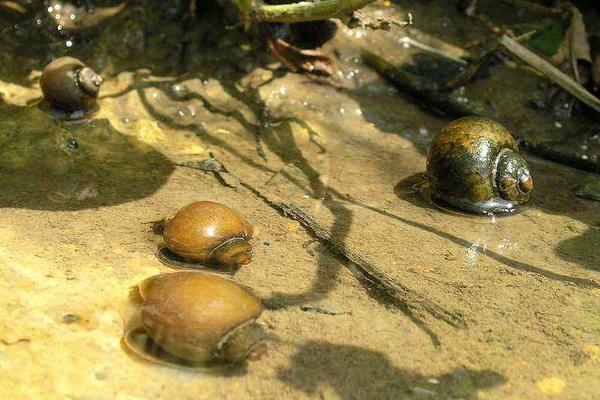 福寿螺与田螺怎么分辨?