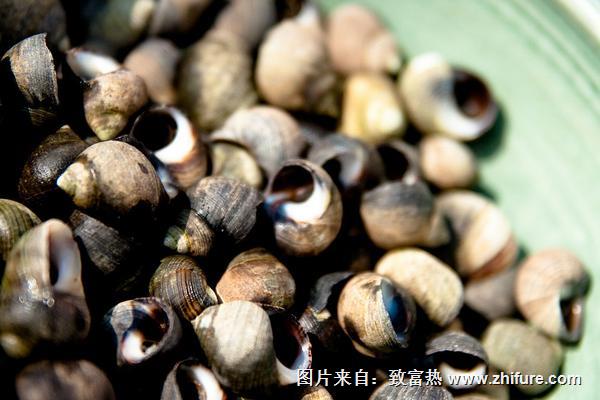 田螺市场价格多少钱一斤?