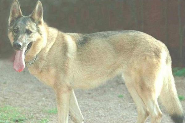 肉狗市场价格多少钱一斤