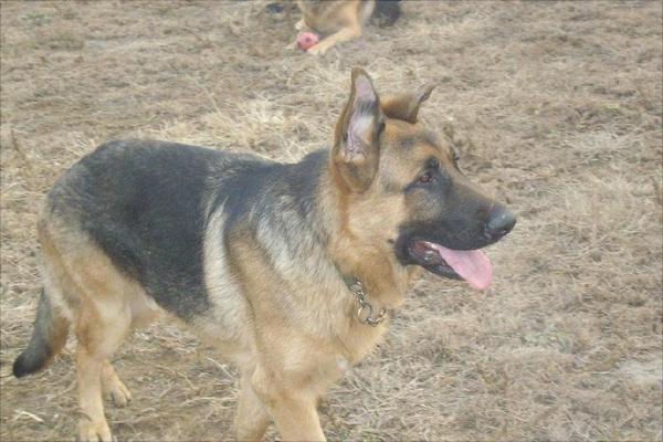 肉狗市场价格多少钱一斤