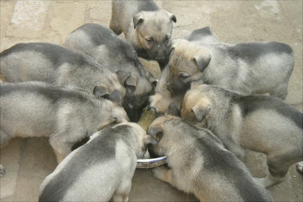 养肉狗需要办什么证
