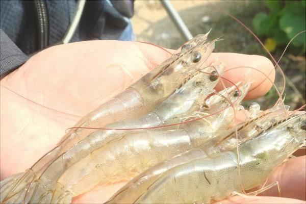 南美白对虾饲料配方