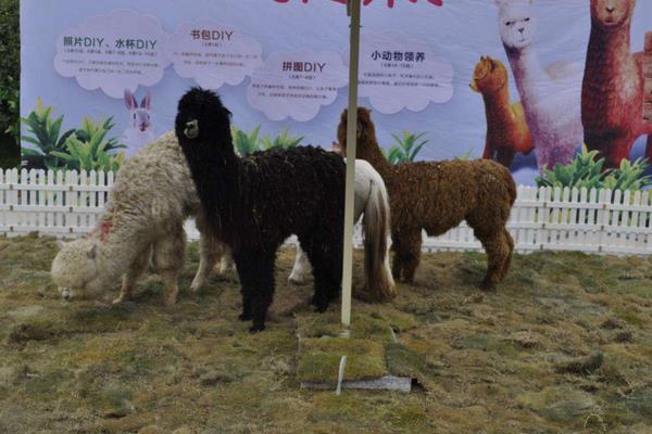 梦见羊驼代表什么意思?