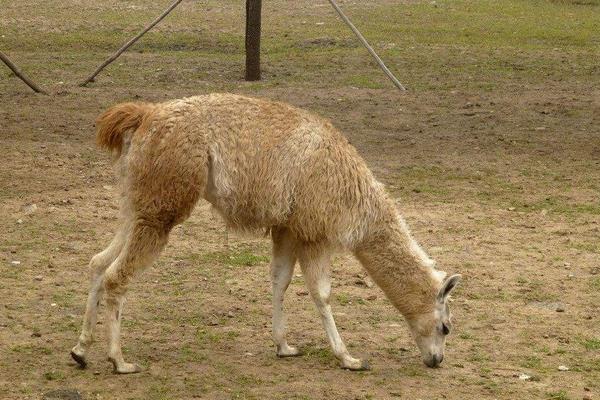 梦见羊驼代表什么意思?