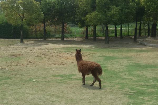 梦见羊驼代表什么意思?