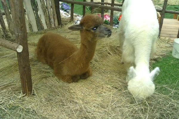 梦见羊驼代表什么意思?