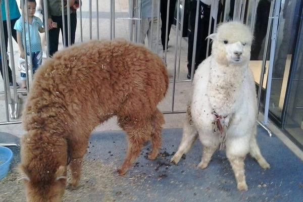 梦见羊驼代表什么意思?