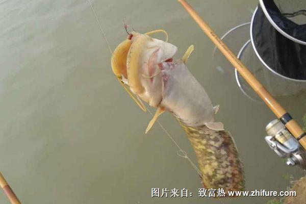 钓鲶鱼饵料配方有哪些?