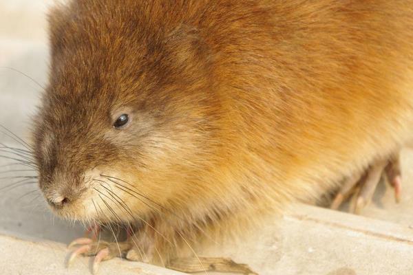 麝香鼠的麝香价格是多少？