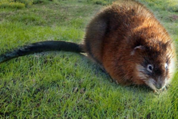 麝香鼠的麝香价格是多少？