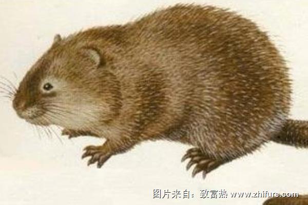 麝香鼠价格多少钱一只?