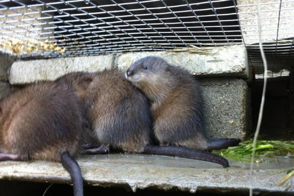 麝香鼠肉可以吃吗?