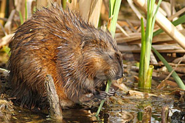 麝香鼠肉可以吃吗?