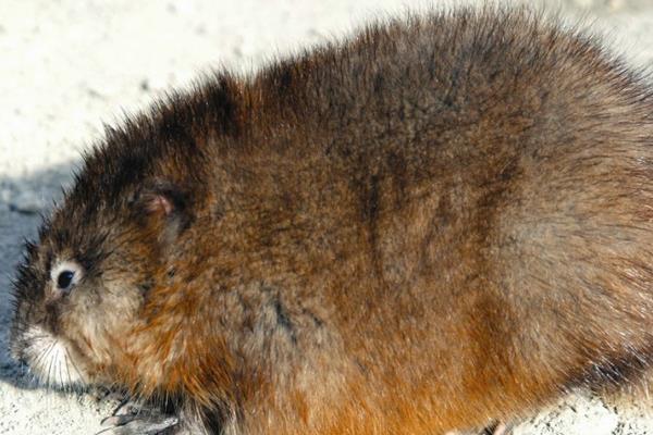 麝香鼠肉可以吃吗?