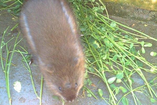 麝香鼠肉可以吃吗?