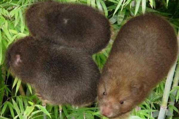 麝香鼠肉可以吃吗?