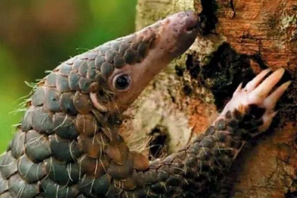 穿山甲价格多少钱一斤?