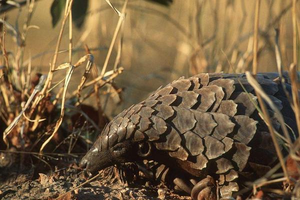 穿山甲价格多少钱一斤?