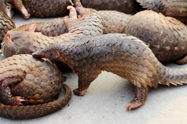 穿山甲价格多少钱一斤?