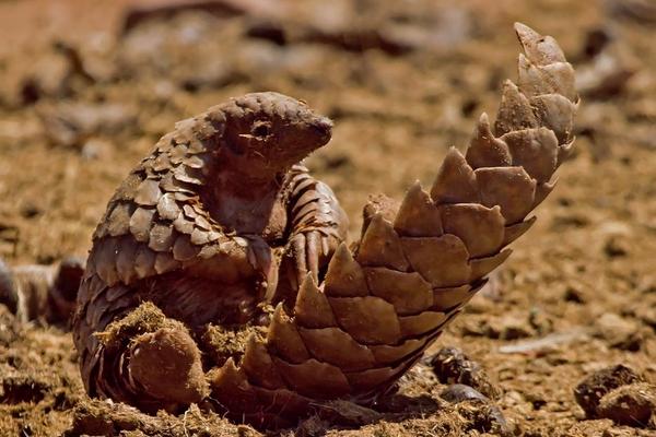 穿山甲价格多少钱一斤?