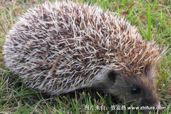 刺猬咬人吗?