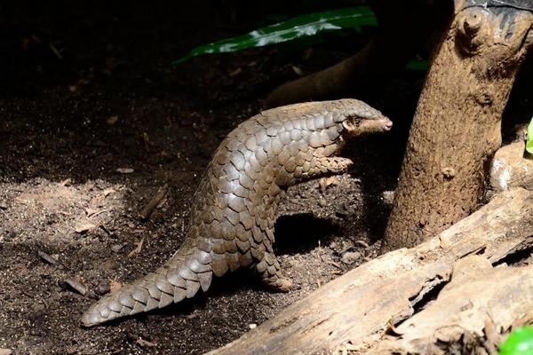 穿山甲价格多少钱一斤?