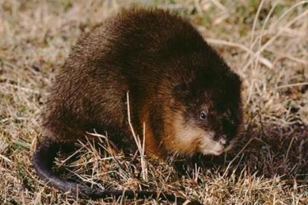 麝香鼠价格多少钱一只?