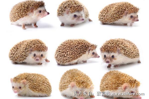 刺猬价格多少钱一只?