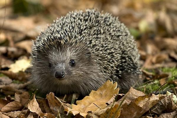 刺猬价格多少钱一只?