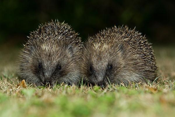 刺猬价格多少钱一只?