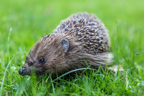 刺猬价格多少钱一只?