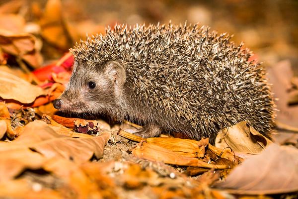 刺猬价格多少钱一只?